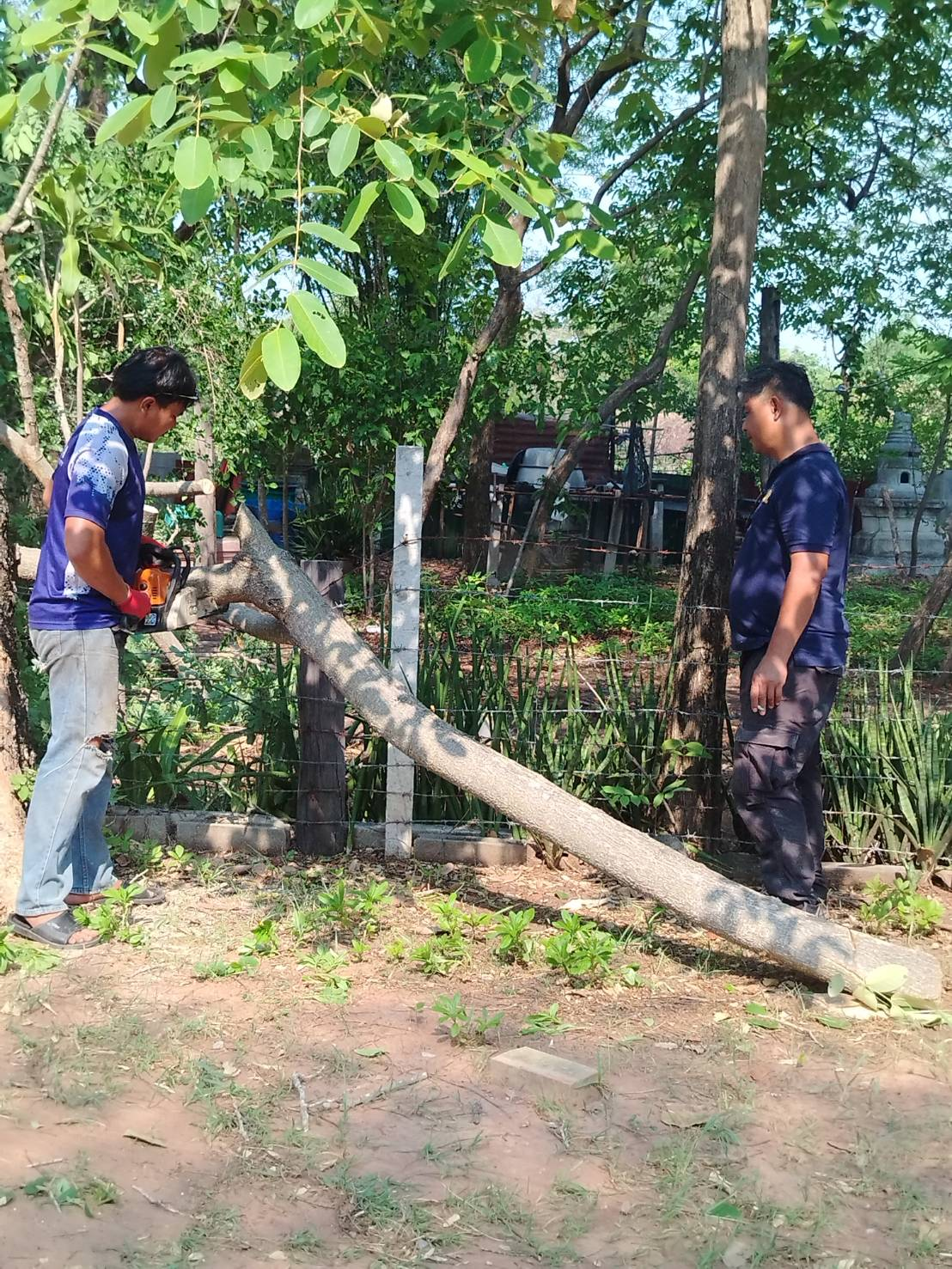 ลงพื้นที่ตัดต้นไม้ที่อาจเกิดอันตรายเมื่อมีพายุลมพัดแรง เพราะต้นไม้ผุกร่อนและอาจล้มทับสิ่งปลูกสร้าง ในวัดบ้านคอนน้อย หมู่ 9