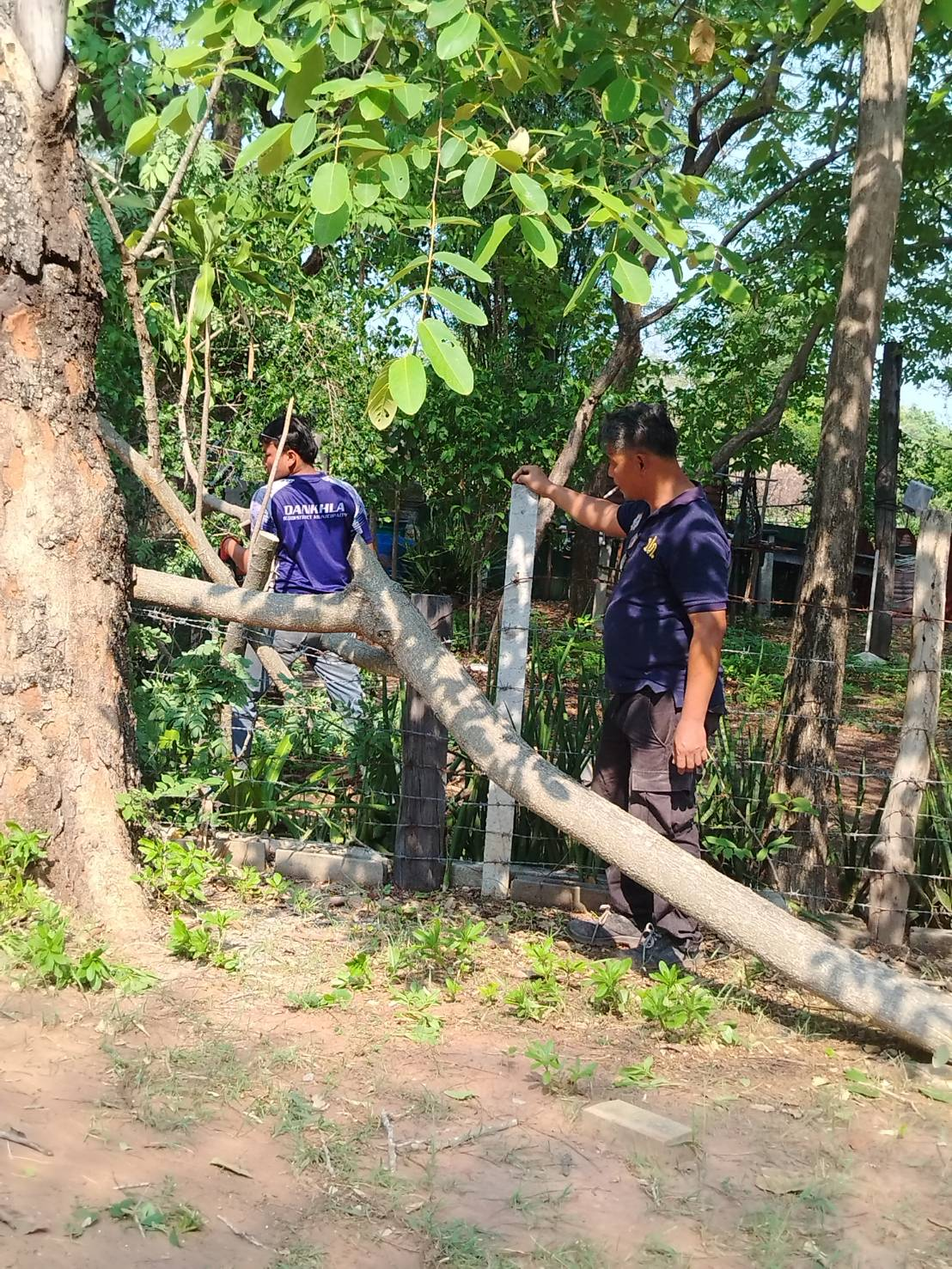 ลงพื้นที่ตัดต้นไม้ที่อาจเกิดอันตรายเมื่อมีพายุลมพัดแรง เพราะต้นไม้ผุกร่อนและอาจล้มทับสิ่งปลูกสร้าง ในวัดบ้านคอนน้อย หมู่ 9