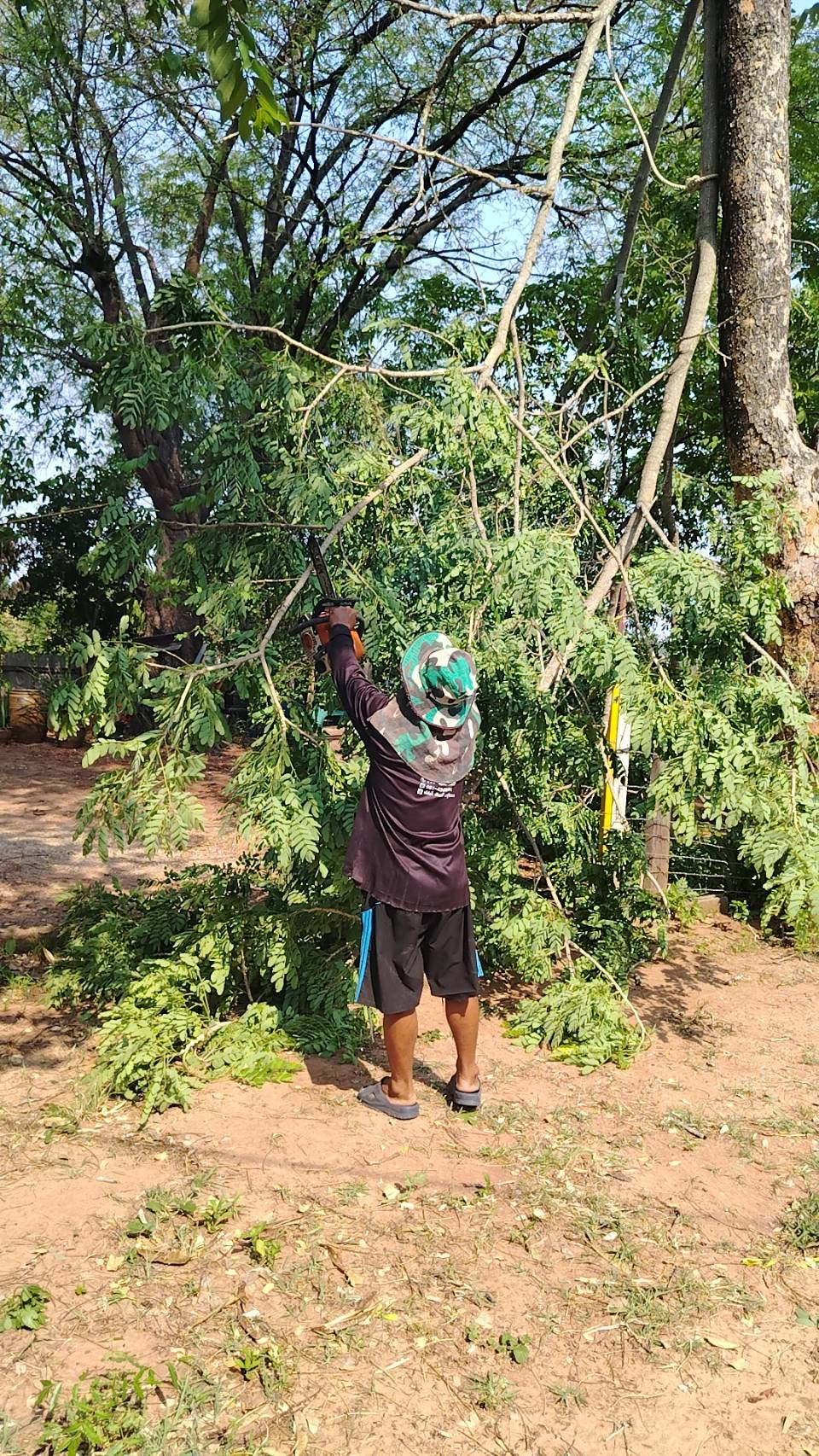 ลงพื้นที่ตัดต้นไม้ที่อาจเกิดอันตรายเมื่อมีพายุลมพัดแรง เพราะต้นไม้ผุกร่อนและอาจล้มทับสิ่งปลูกสร้าง ในวัดบ้านคอนน้อย หมู่ 9