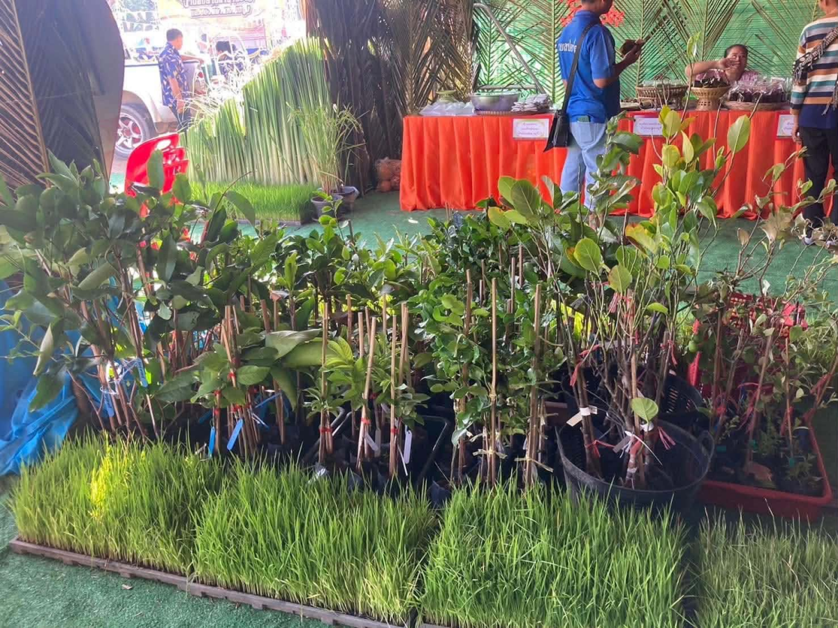 ร่วมกิจกรรมงาน “สืบสานตำนานข้าว และของดีอำเภอโนนสูง ประจำปีงบประมาณ 2568